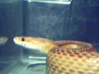 adult male striped corn