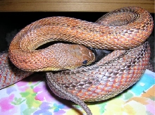 Bairdi Eating