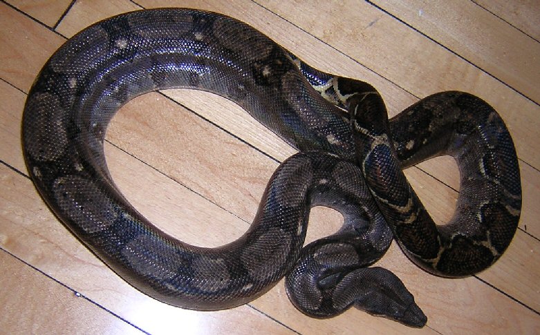 Boa