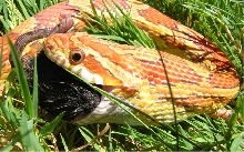 Corn snake Eating