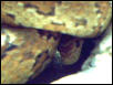 peekaboo