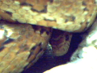 peekaboo