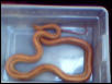 adult striped normal corn