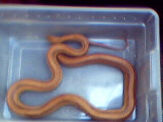 adult striped normal corn