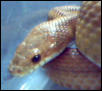 adult striped normal corn