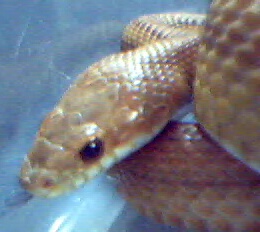 adult striped normal corn