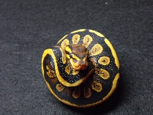 odd yellowbelly