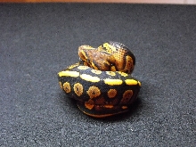 odd yellowbelly 3