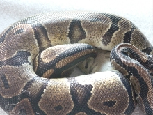 normal female