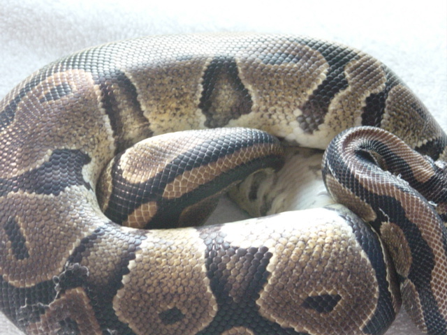 normal female