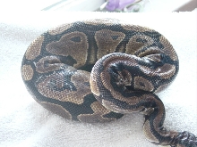 NORMAL FEMALE 2