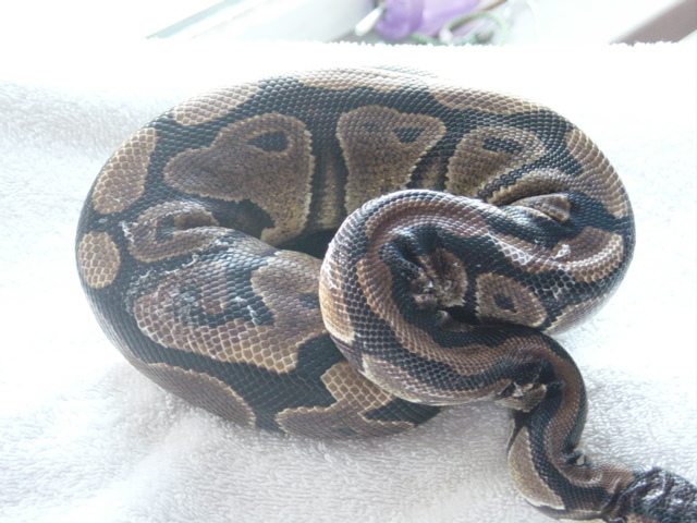 NORMAL FEMALE 2
