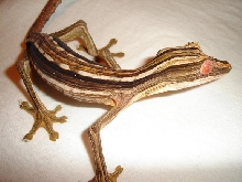 Female Uroplatus lineatus