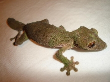 Female Uroplatus sikorae sikorae
