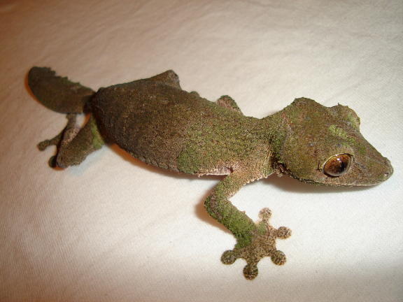 Female Uroplatus sikorae sikorae
