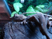 Uroplatus guentheri