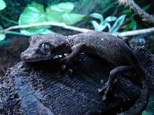 Uroplatus guentheri