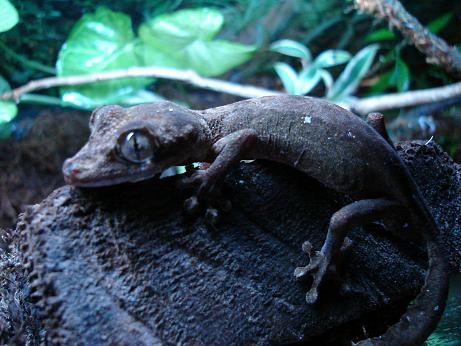 Uroplatus guentheri