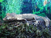 Uroplatus guentheri