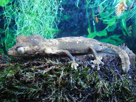 Uroplatus guentheri