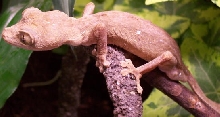 Uroplatus guentheri