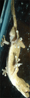 Uroplatus guentheri 1