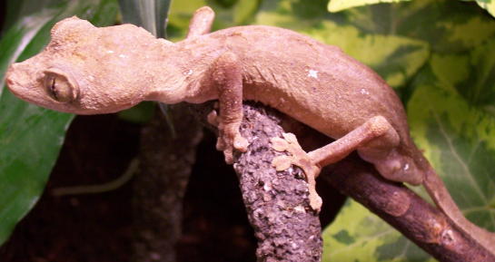 Uroplatus guentheri