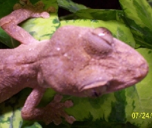 Uroplatus guentheri