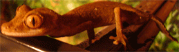 Uroplatus guentheri 2