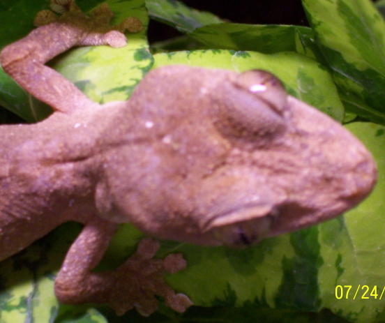 Uroplatus guentheri