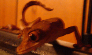 Uroplatus guentheri 3