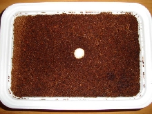 Uroplatus lineatus Egg