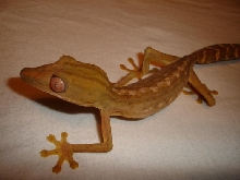 Male Uroplatus lineatus