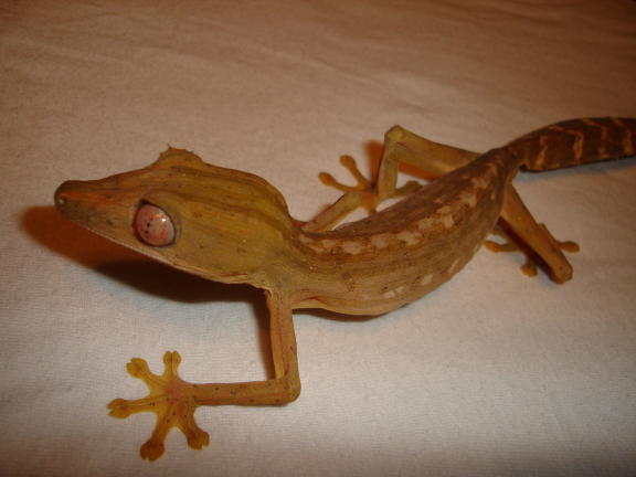 Male Uroplatus lineatus