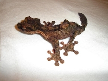 Male Uroplatus pietschmanni