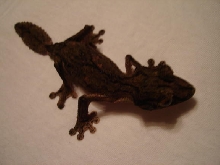 Male Uroplatus sikorae sameiti