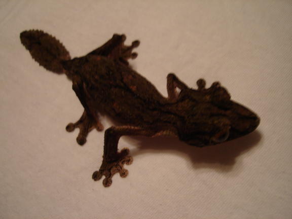 Male Uroplatus sikorae sameiti