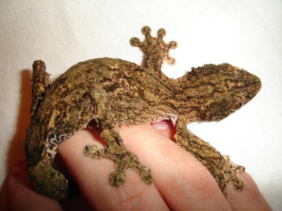 Male Uroplatus sikorae sikorae