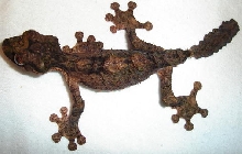 Uroplatus pietschmanni