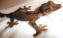 Uroplatus pietschmanni
