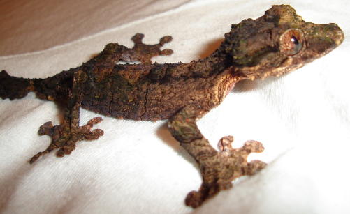Uroplatus pietschmanni