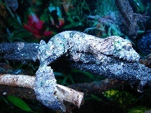 Uroplatus sikorae