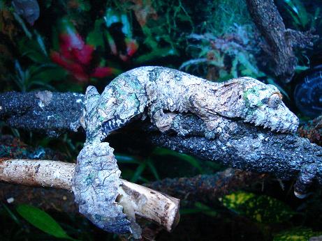 Uroplatus sikorae