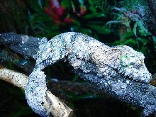 Uroplatus sikorae
