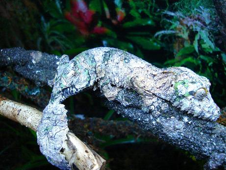 Uroplatus sikorae