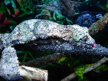 Uroplatus sikorae