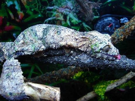 Uroplatus sikorae