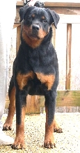 Penny from the front