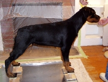 Penny learning to stack at 5 months old