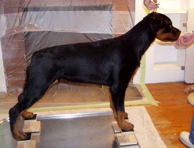 Penny learning to stack at 5 months old